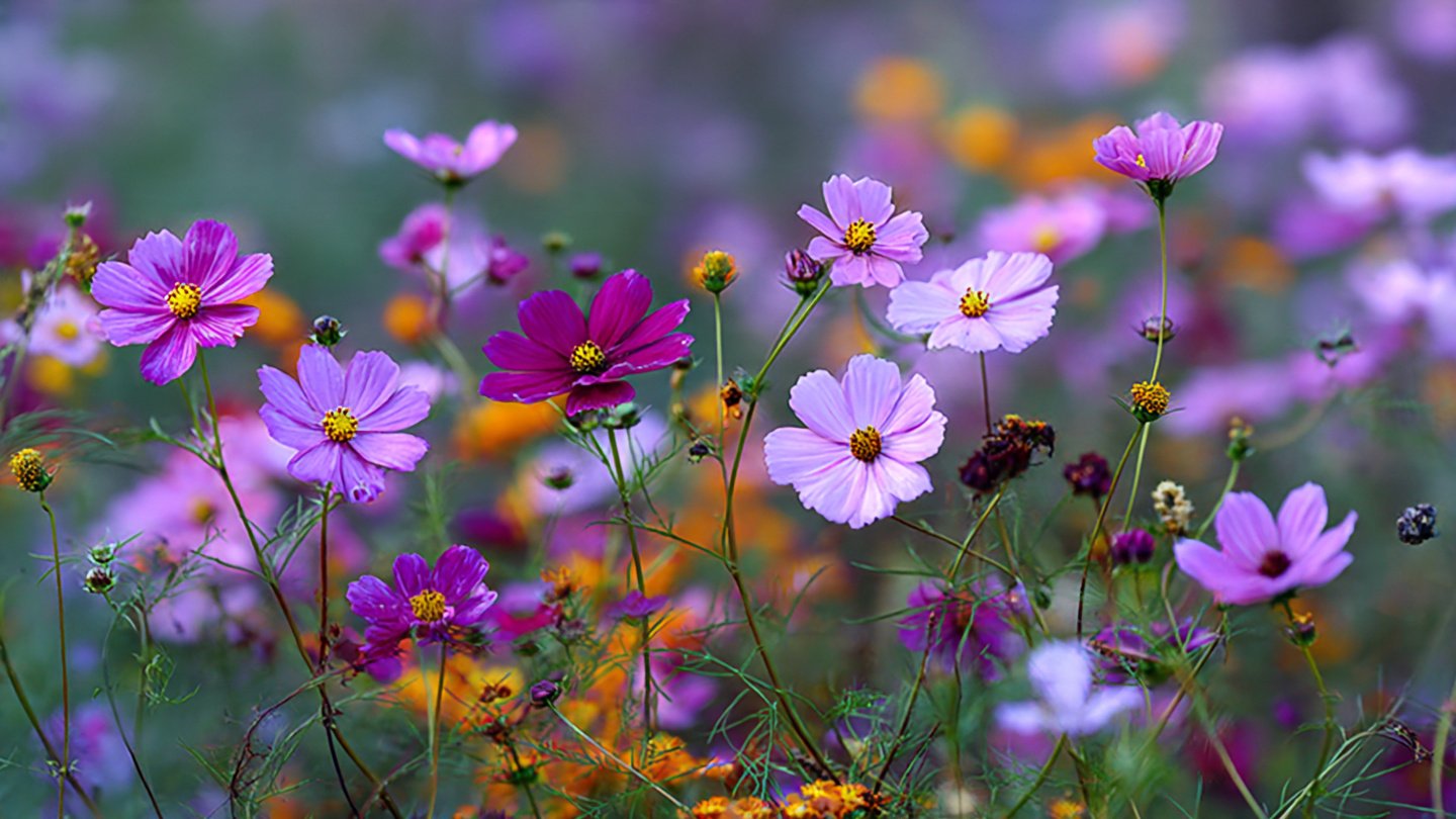 Simple Strategies for Cultivating Tall Cosmos Varieties in Your Garden
