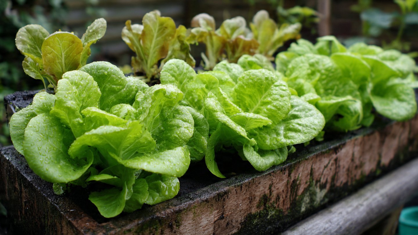 Simple Strategies for Successfully Growing Lettuce in Summer Shade