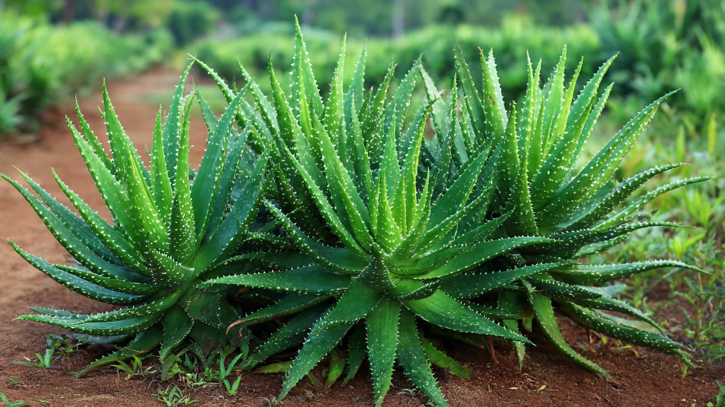 Simple Techniques for Successfully Growing Aloe Shrubs in Your Garden Beds