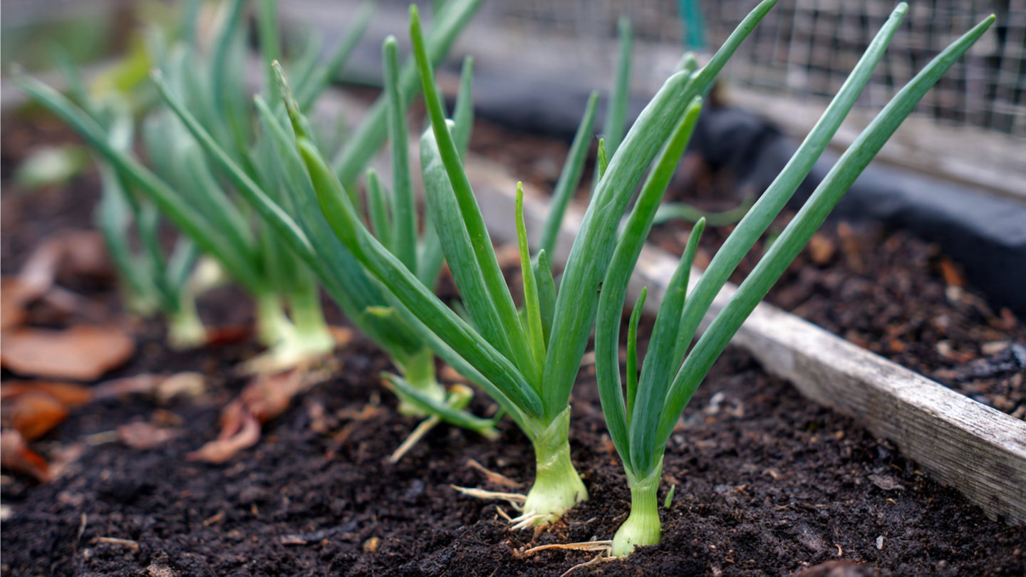 Simple Tire Garden Trick for Fresh Green Onions at Home