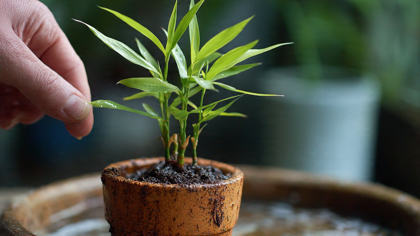 Simple Trick to Propagate Bamboo From Cuttings for Amazing Growth