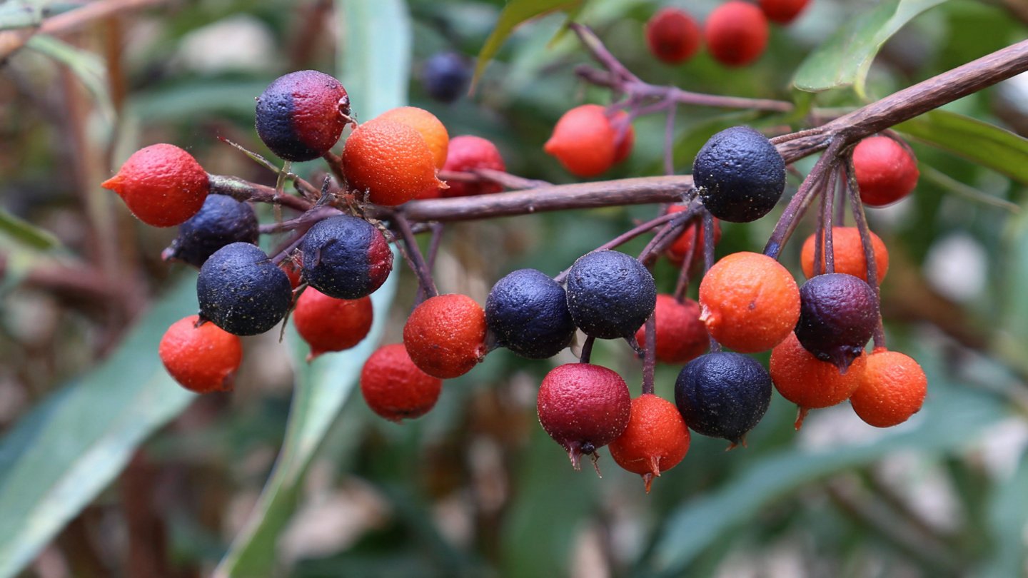 Some Plants Make Fake Berries to Trick Birds into Helping Them Spread Seeds