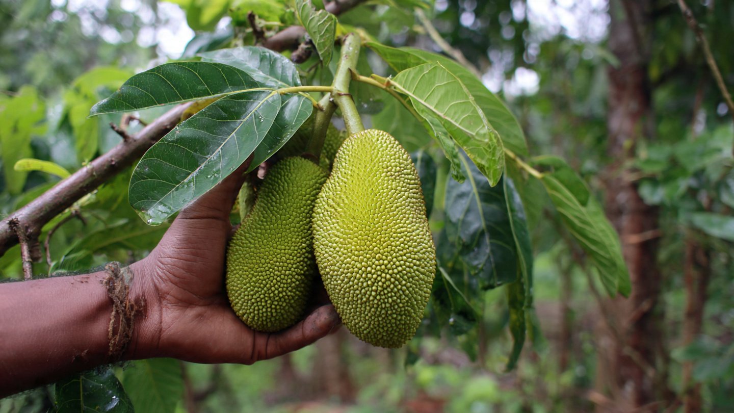 The Easiest Way to Graft Jackfruit: A Simple Technique for Bigger, Better, Faster Harvests!
