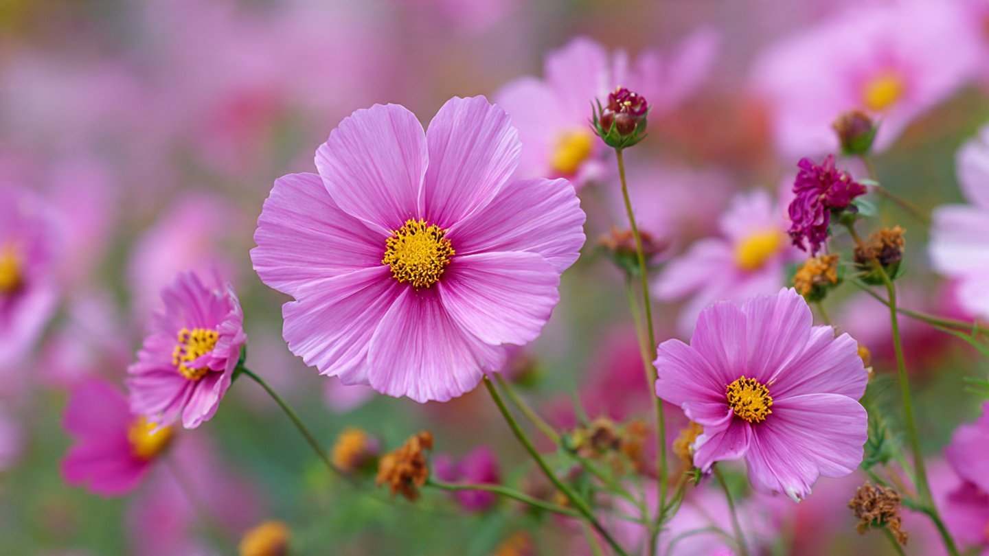 The Essential Guide to Cultivating Cosmos Flowers to Attract and Support Local Pollinators in Your Garden