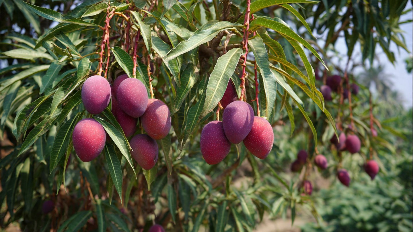 The New Scientific Technique for Growing Mango Trees Faster with Heavy Fruit Yield