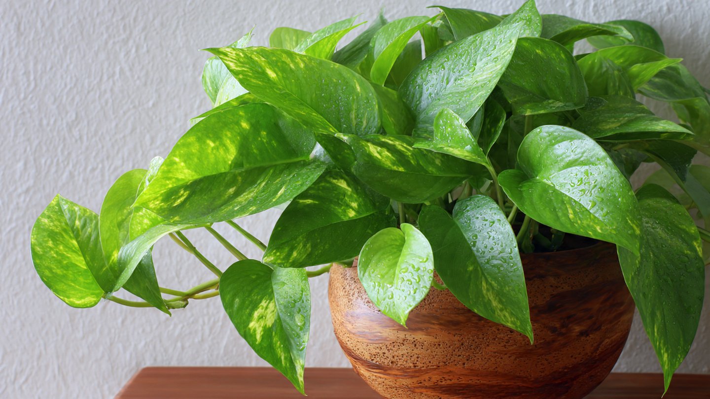 The Right Way to Fertilize Pothos for Lush, Glossy Leaves Year-Round