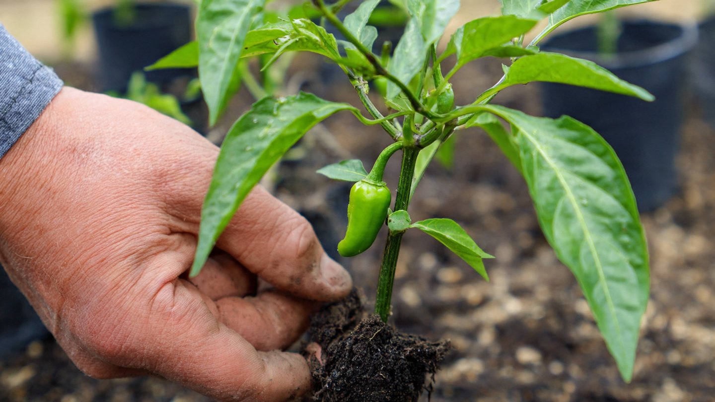The Smart Way to Graft Chili Plants for Bigger Harvests: A Simple Technique to Grow Stronger, High-Yield Chili Trees!