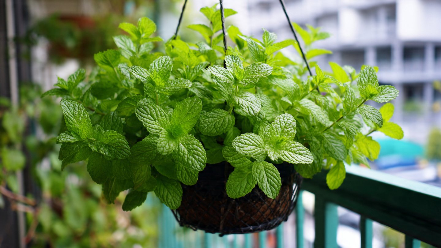 The Ultimate Guide to Growing Mint in Hanging Containers for Fresh Herbs Year Round