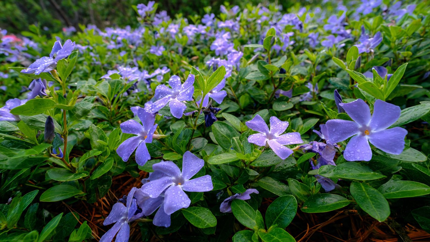 The Ultimate Guide to Growing Periwinkle Ground Cover for a Vibrant Garden