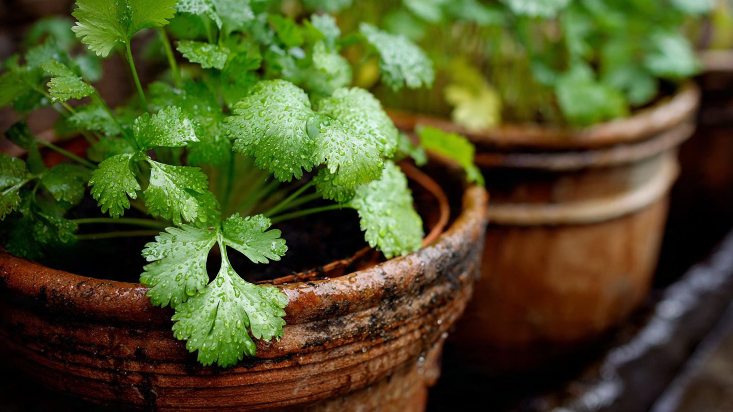 The Ultimate Guide to Successfully Growing Coriander in Small Pots for Home Gardens