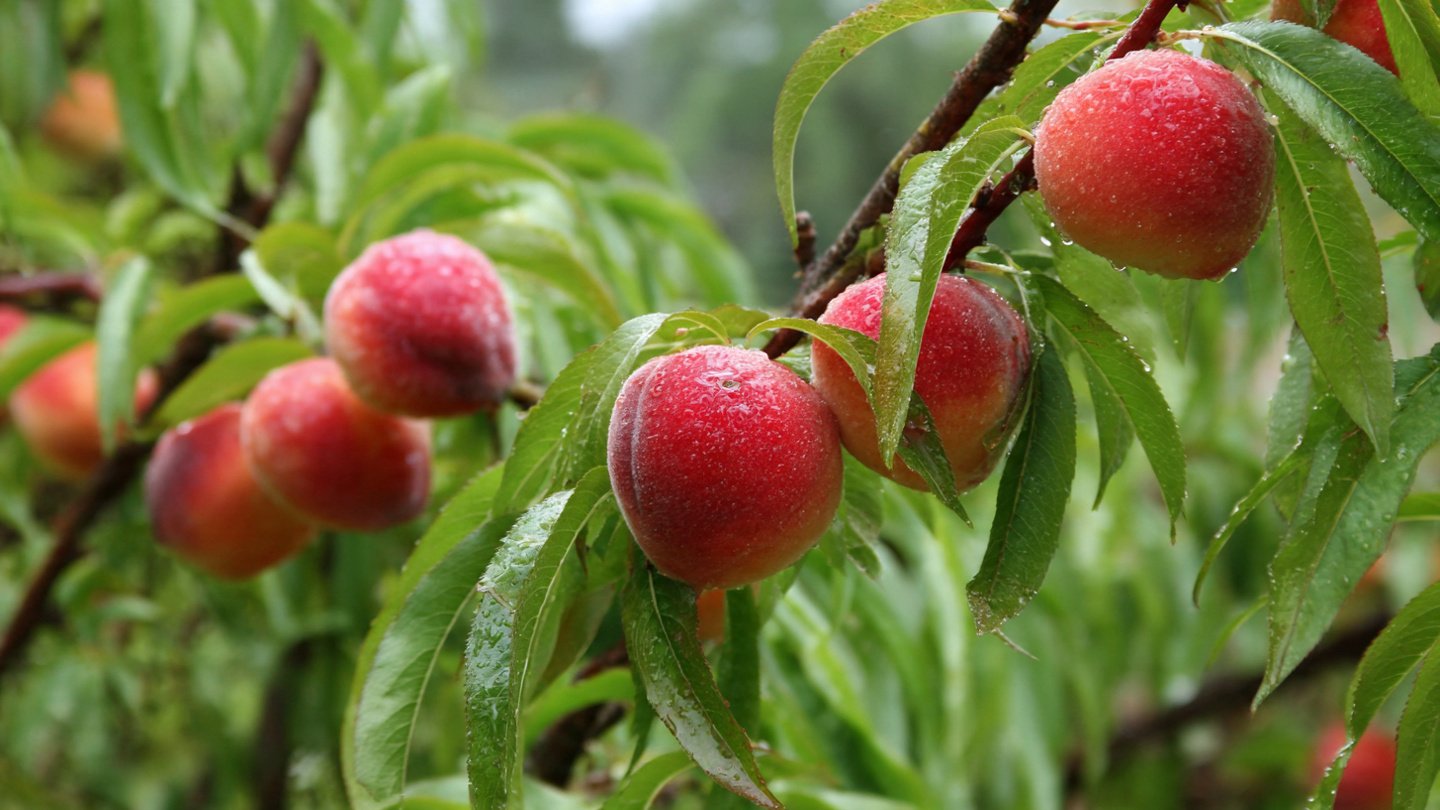 The Ultimate Guide to Successfully Growing Hardy Peaches in Canadian Climates All Year Round
