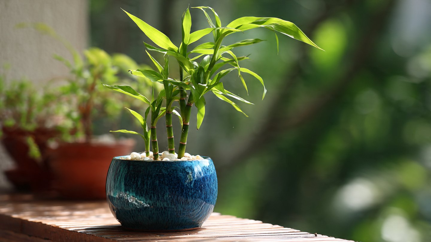 The Ultimate Guide to Successfully Growing Lucky Bamboo in Soil for Home Decor