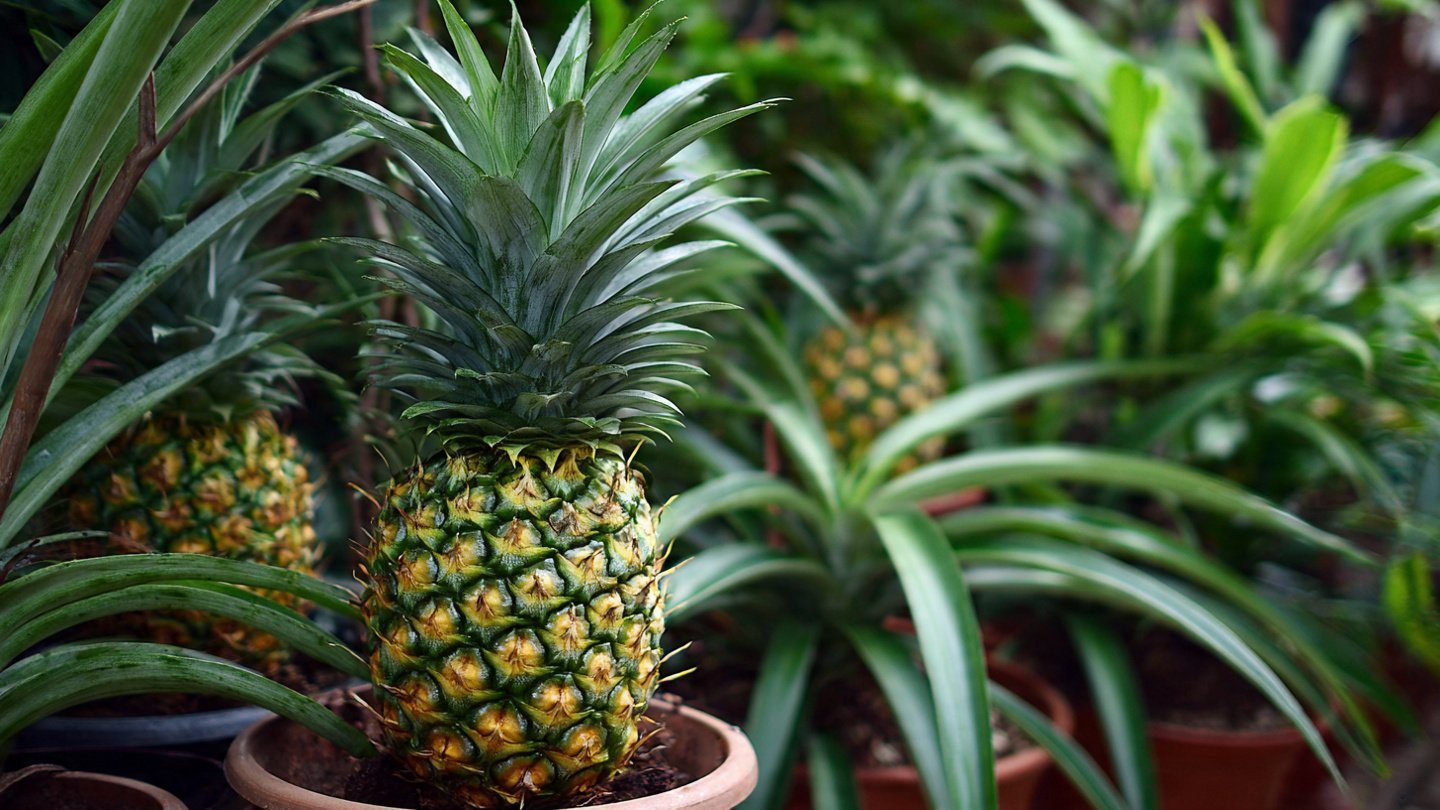 The Ultimate Guide to Successfully Growing Pineapples in Containers at Home