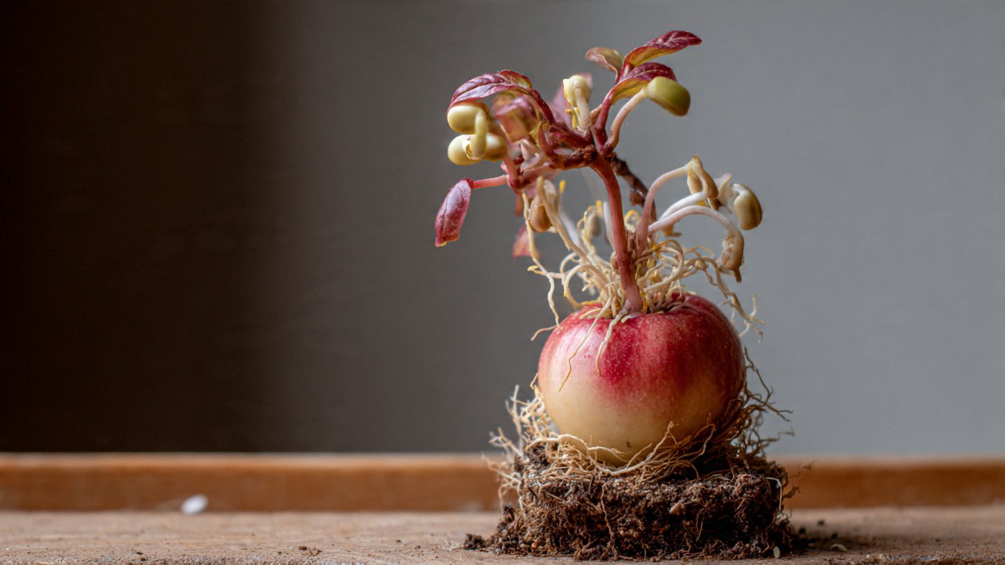 The Ultimate Guide to Successfully Sprouting Apple Seeds at Home Without Any Chemicals