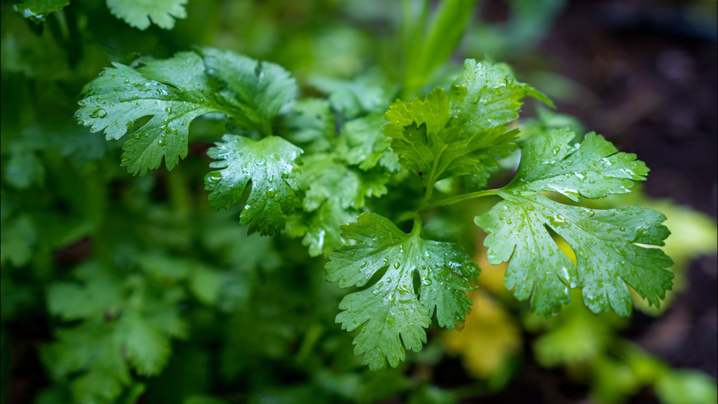 Ultimate Guide to Successfully Growing Coriander in Hot Weather Conditions