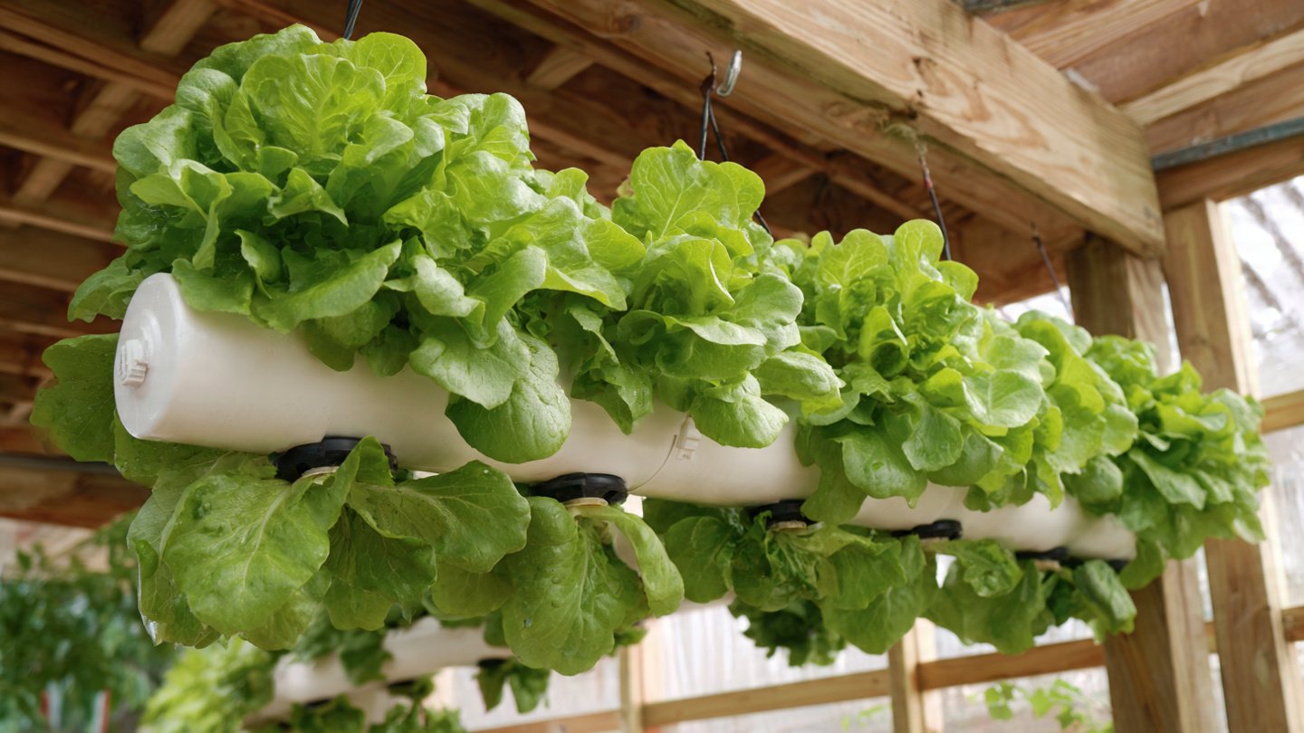 Vertical Garden with Drip Irrigation: A Simple, Creative, and High-Yield Way to Grow Fresh Lettuce