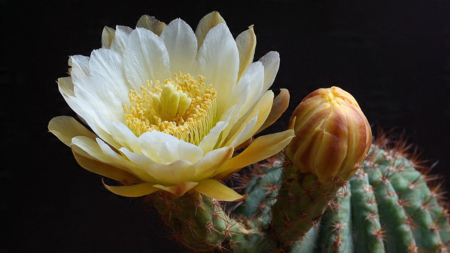 What Makes This Rare Cactus Bloom and Seed Just Once Every Century?