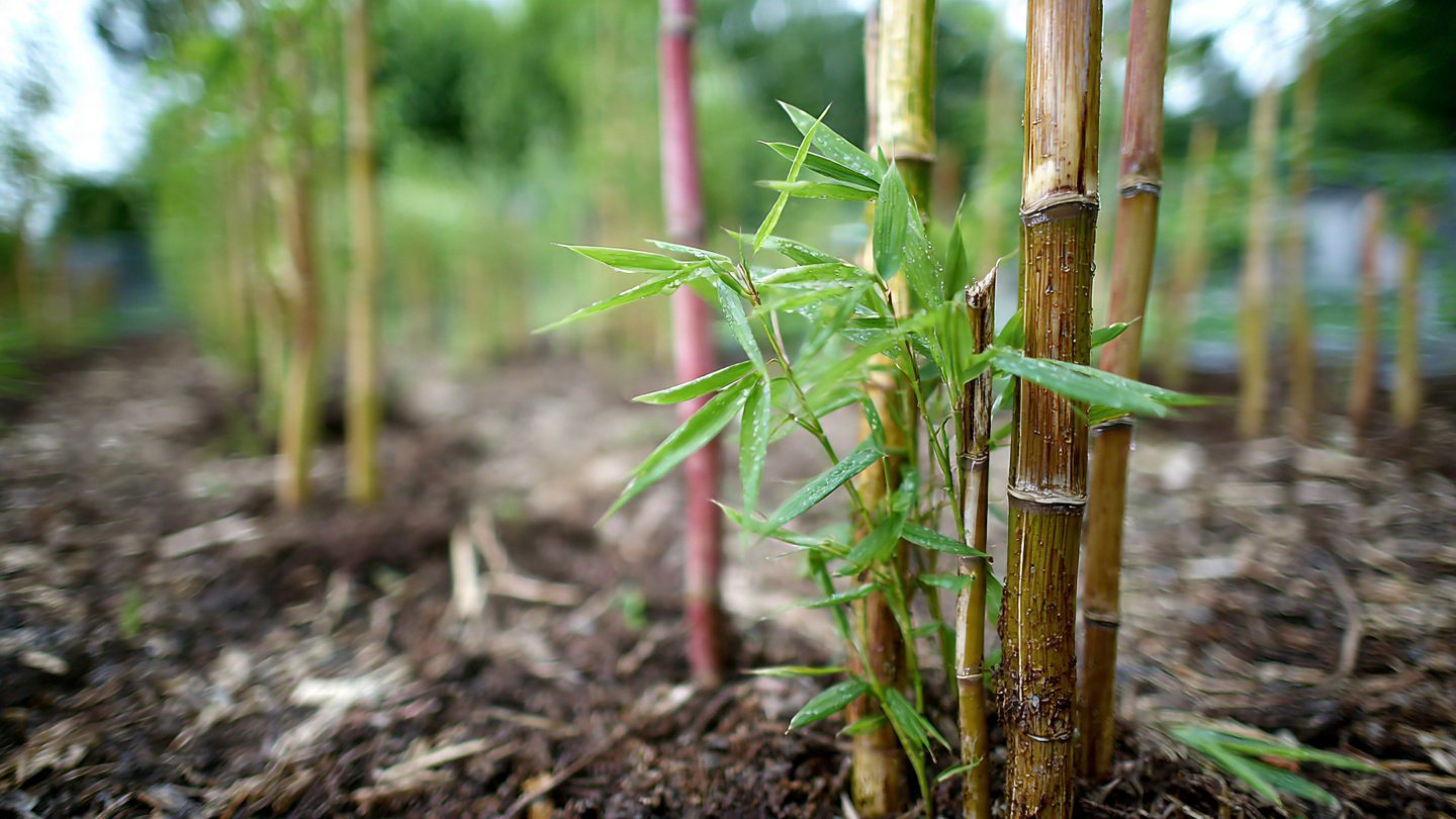 What Risks Lurk When You Plant Bamboo Without a Root Barrier?