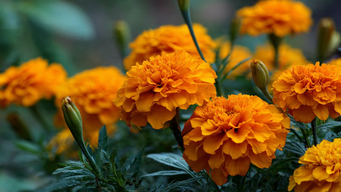 What Surprising Advantages Can Marigolds Bring to Your Vegetable Garden?