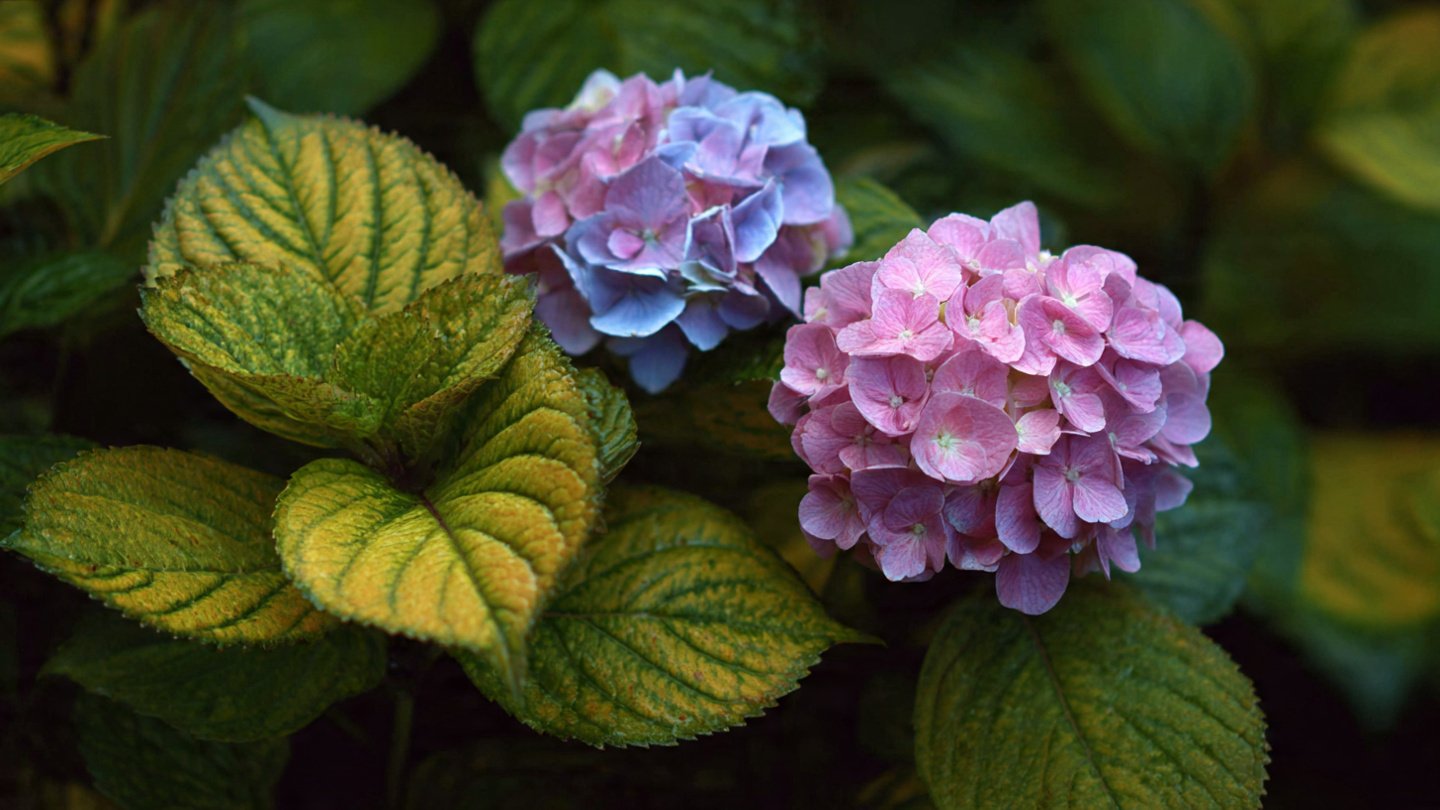 What Techniques Can You Use to Prune Hydrangea Leaves for Bigger Blooms?