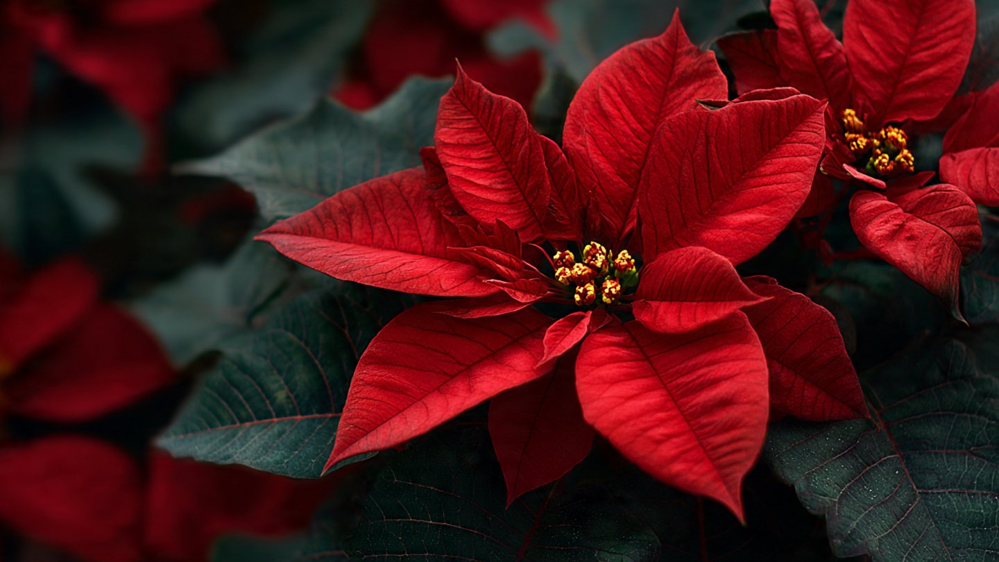 What Your Poinsettia Really Needs in January for Fresh Growth and New Flowers