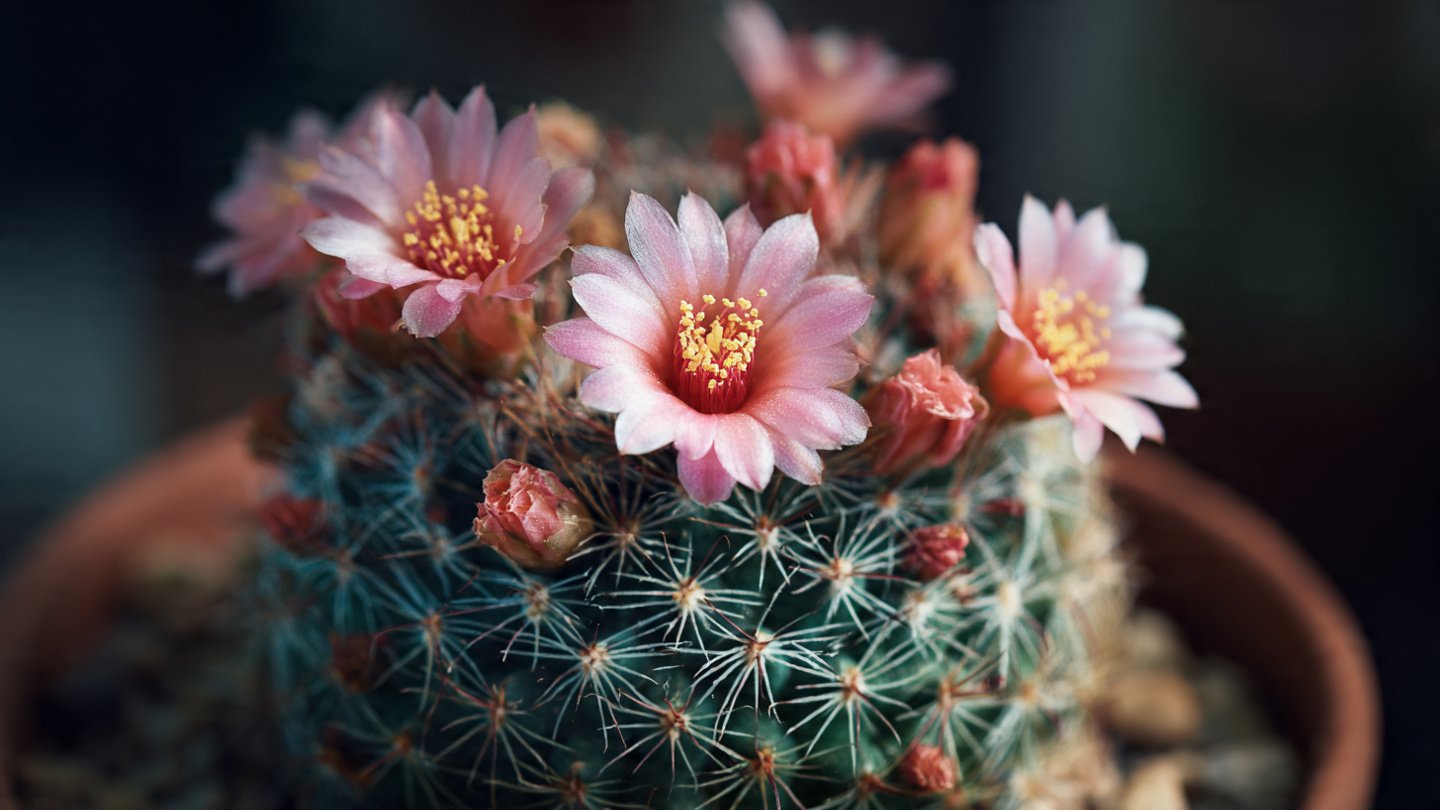 What's the Hidden Trick to Making Your Cactus Bloom?