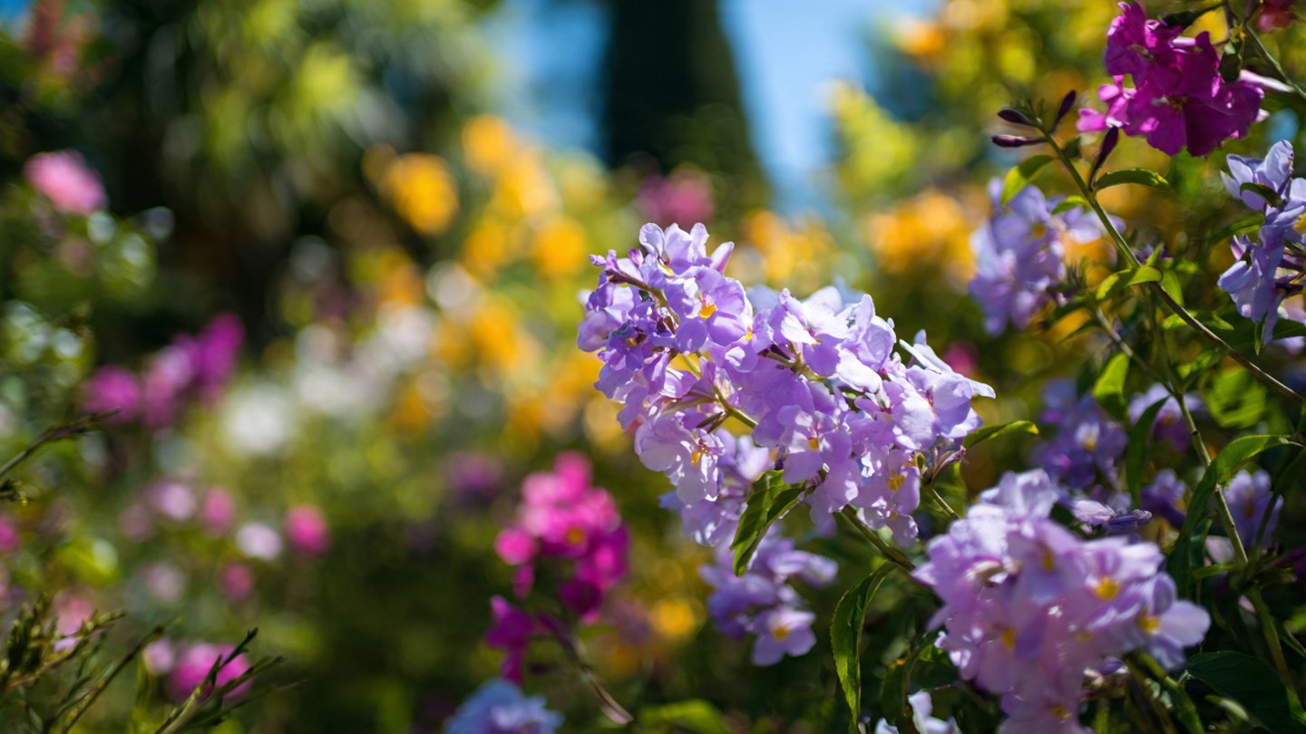 What's the Secret to Cultivating a Fragrant Garden All Year Long?