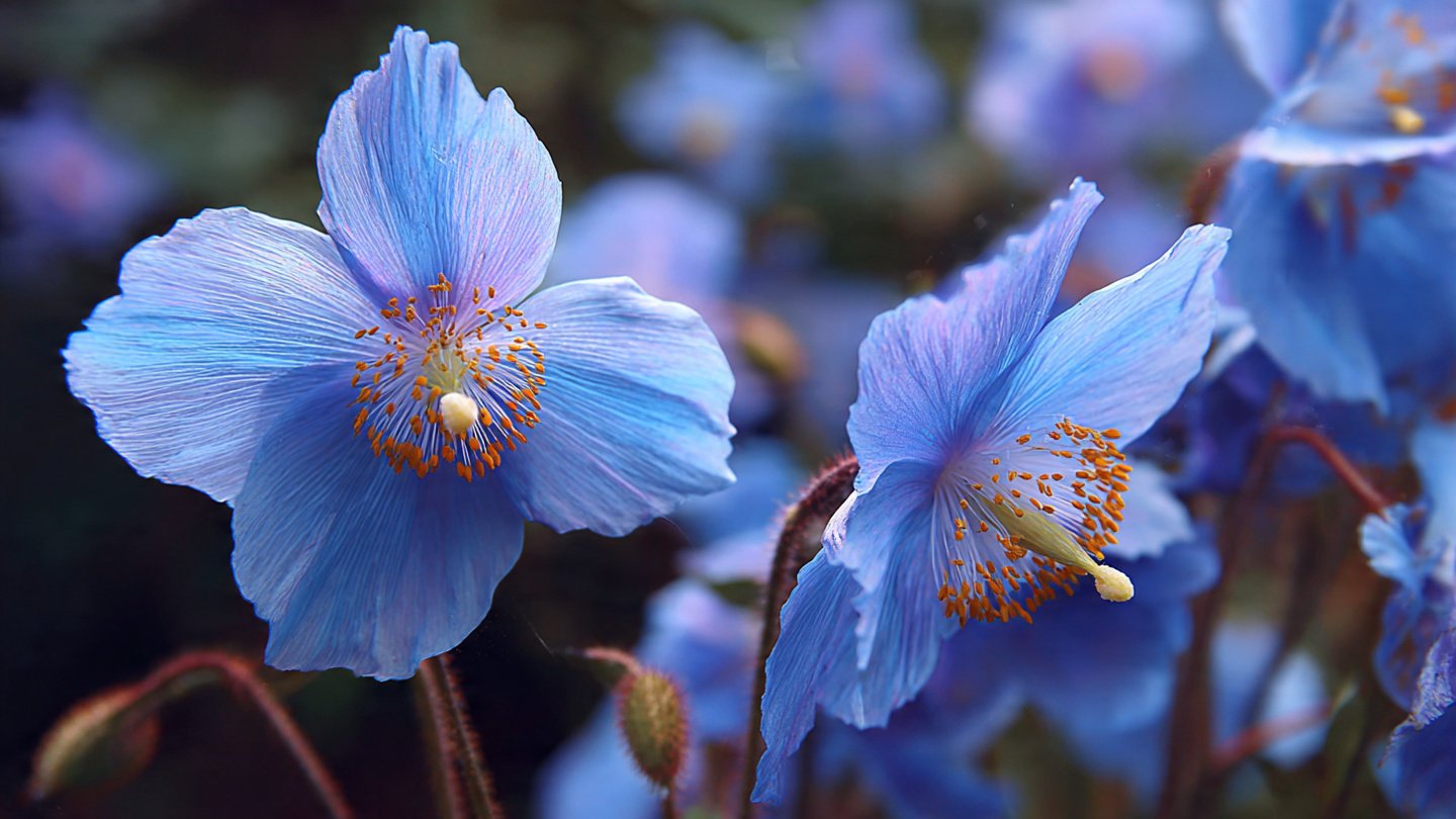 Why Are Blue Flowers the Most Challenging to Cultivate Yet So Rewarding?