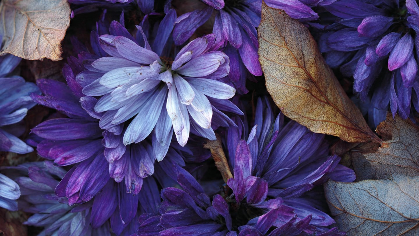 Why Are Your Daisy Leaves Turning Purple This Winter?