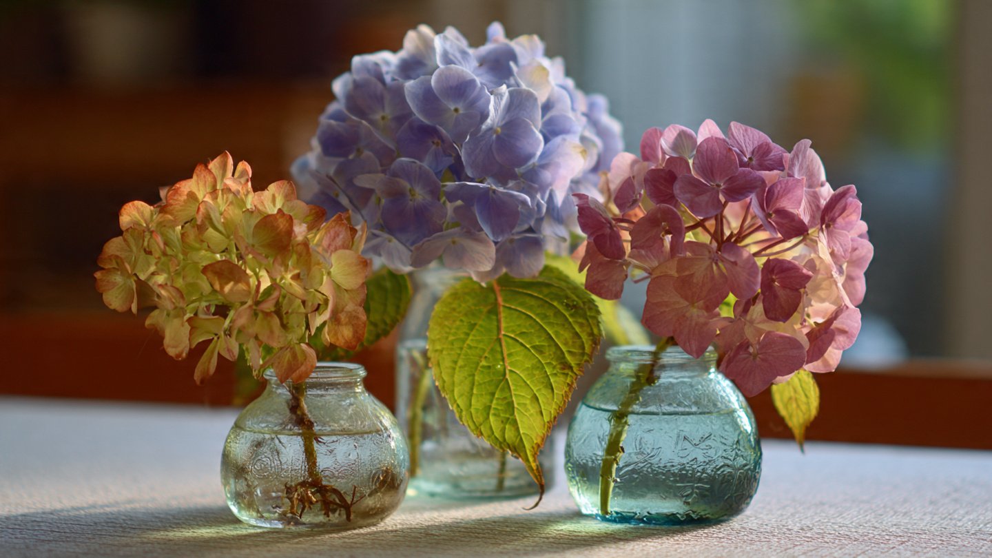 Why Are Your Hydrangea Cuttings Wilting Even with Ample Water?