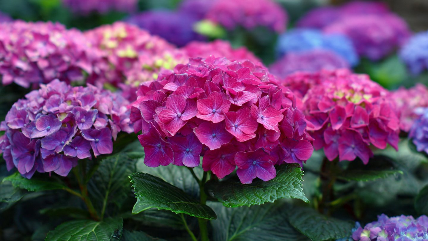 Why Are Your Hydrangeas Getting Smaller Each Year?