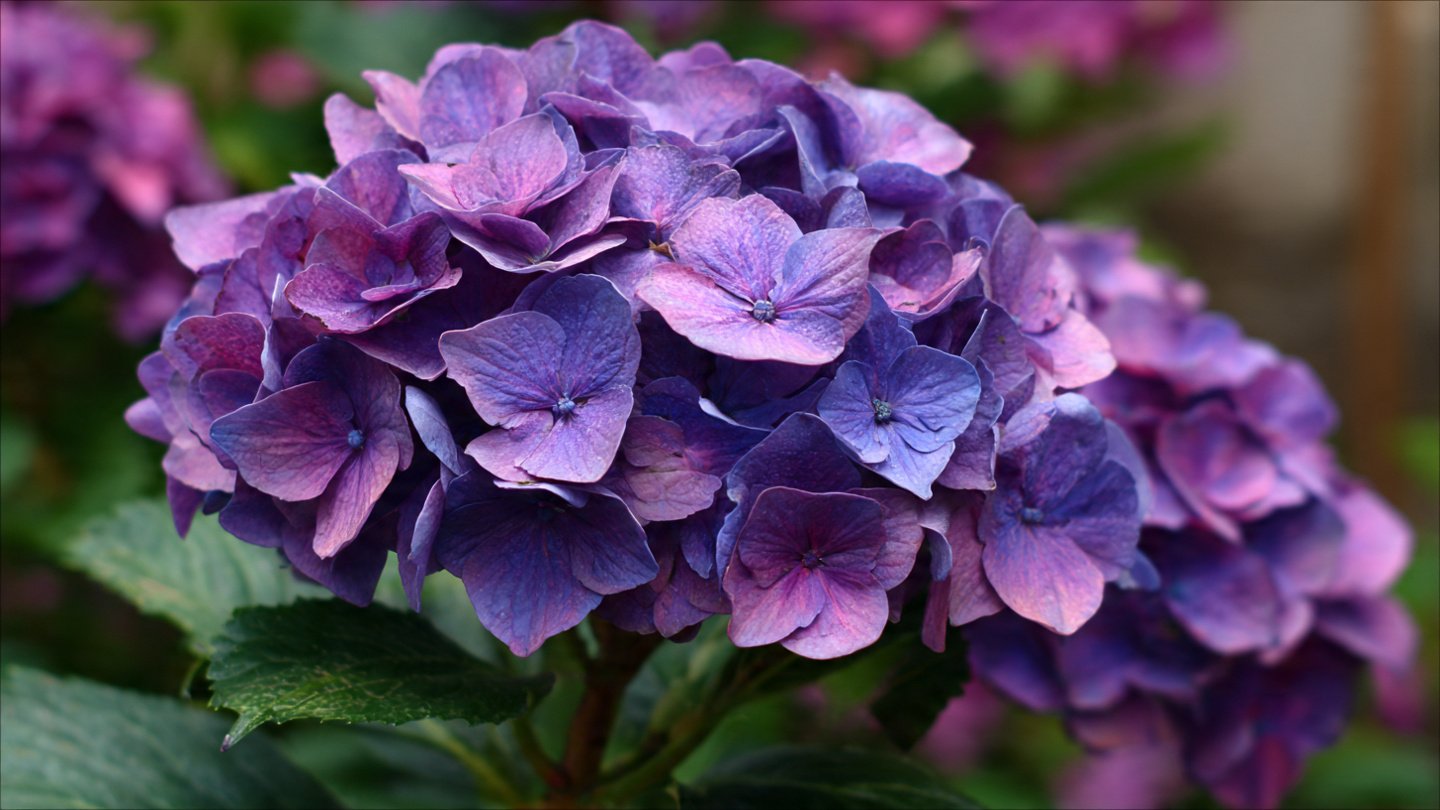 Why Are Your Hydrangeas Shrinking Year After Year?