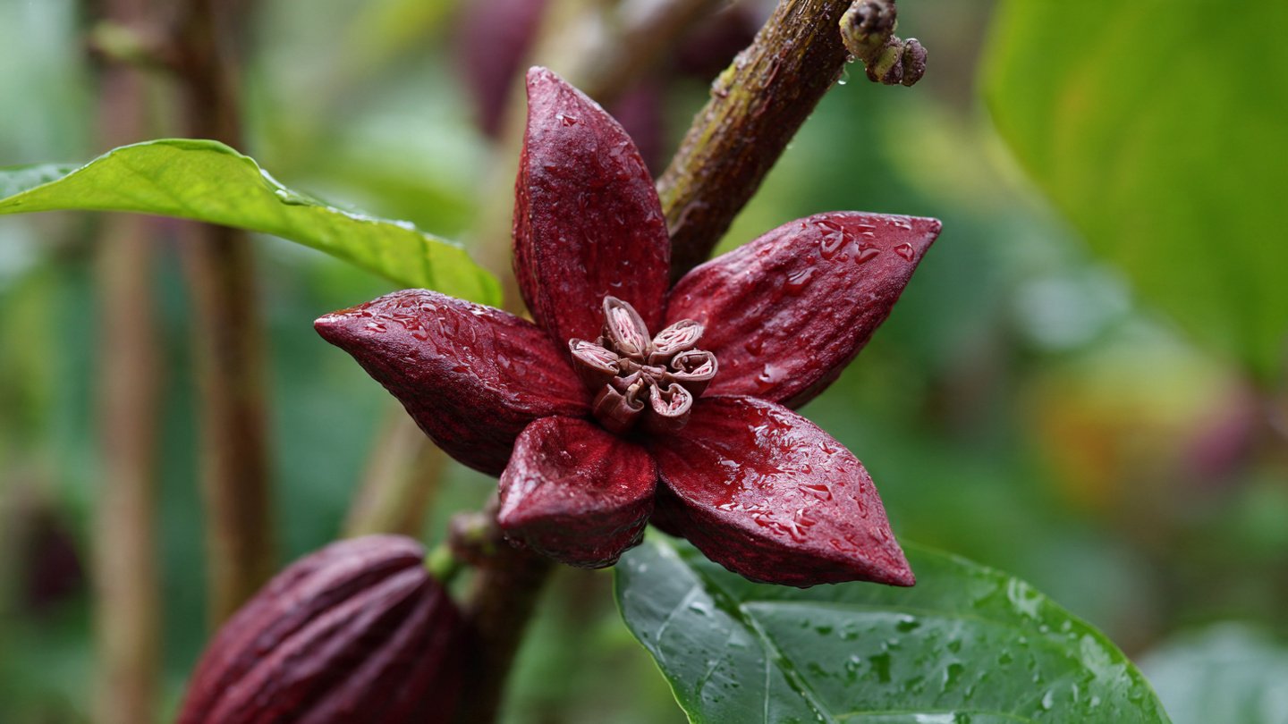 Why Does This Flower Smell Like Chocolate?