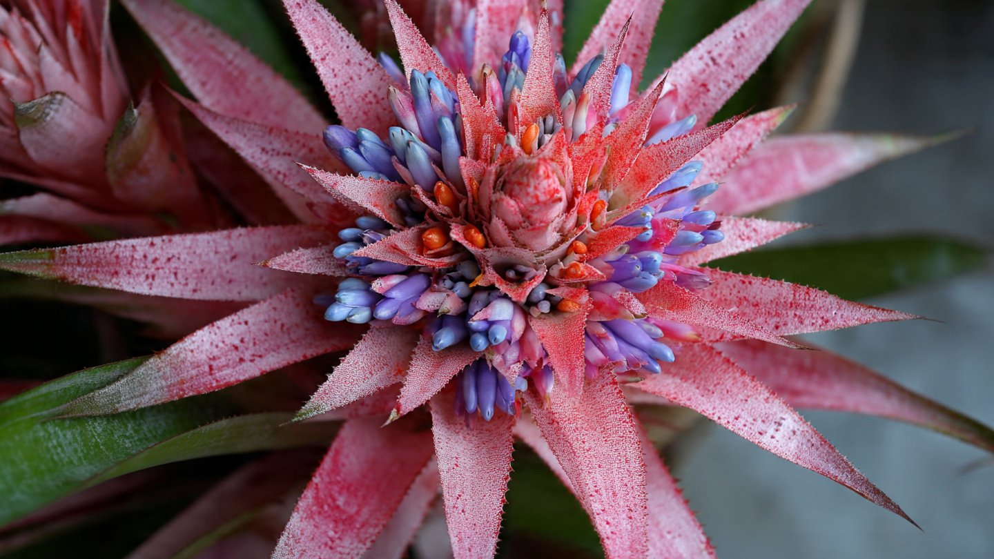Why Does Your Bromeliad Bloom Just Once and How Can You Encourage More Flowers?