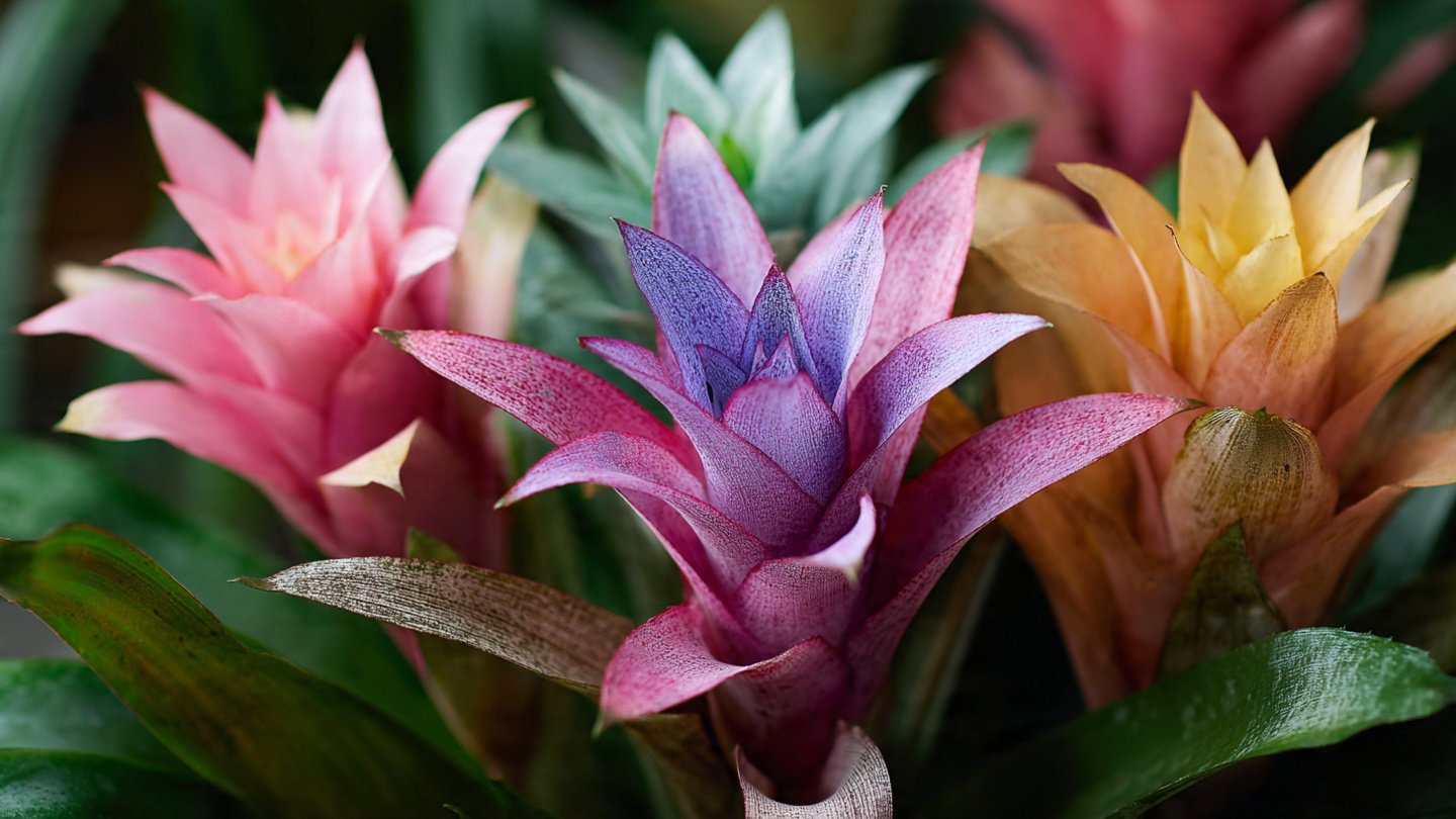 Why Does Your Bromeliad Bloom Just Once and How Can You Encourage More Flowers?