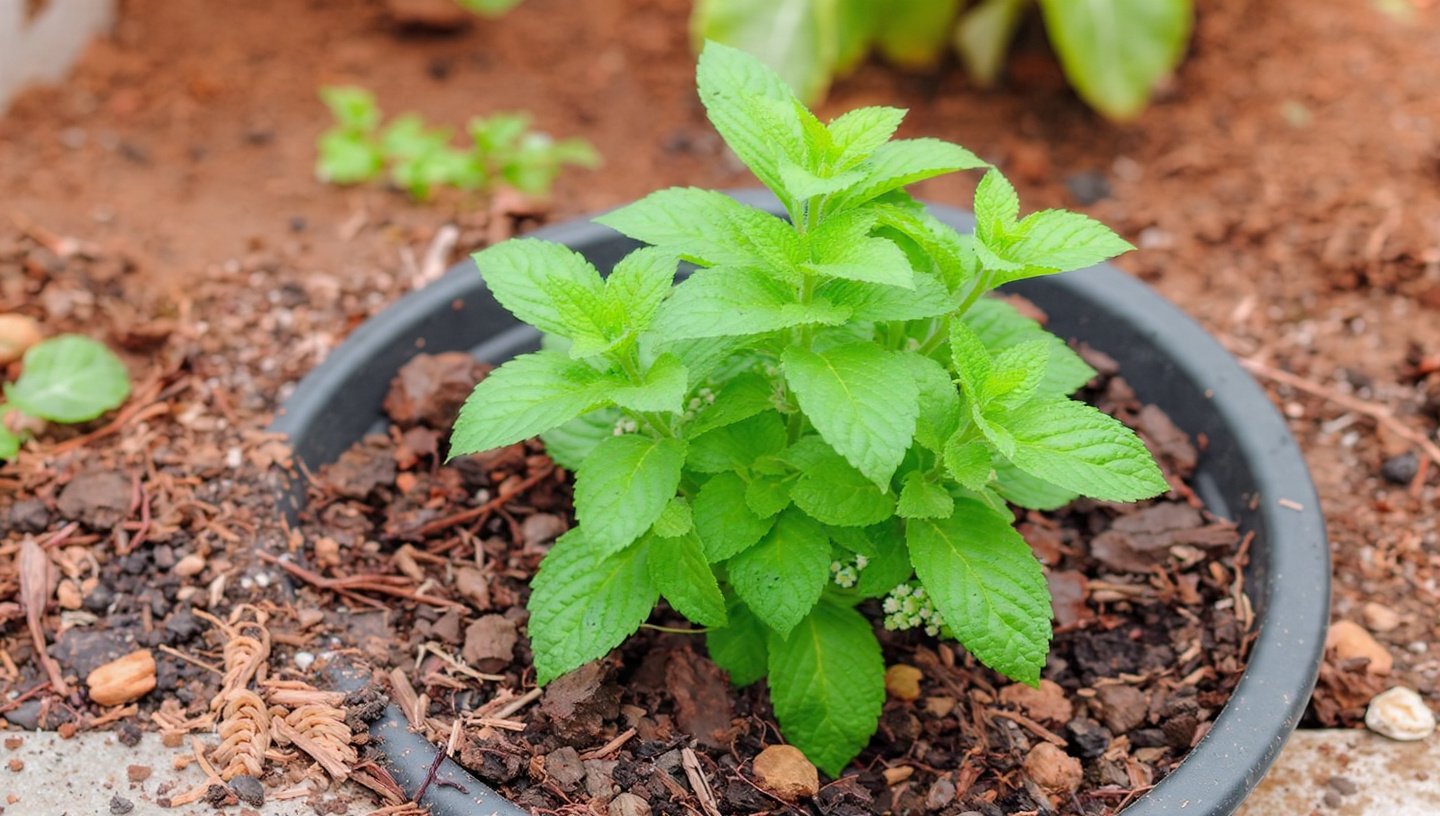 Why is it a Mistake to Plant Mint Directly in the Ground?