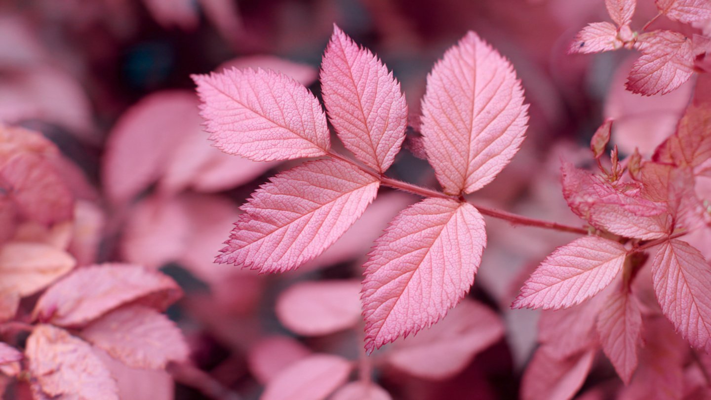 Why Is Pink Foliage Capturing Everyone's Attention on Social Media?
