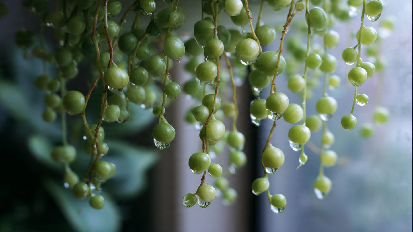 Why Is Your String of Pearls Shriveling Up?