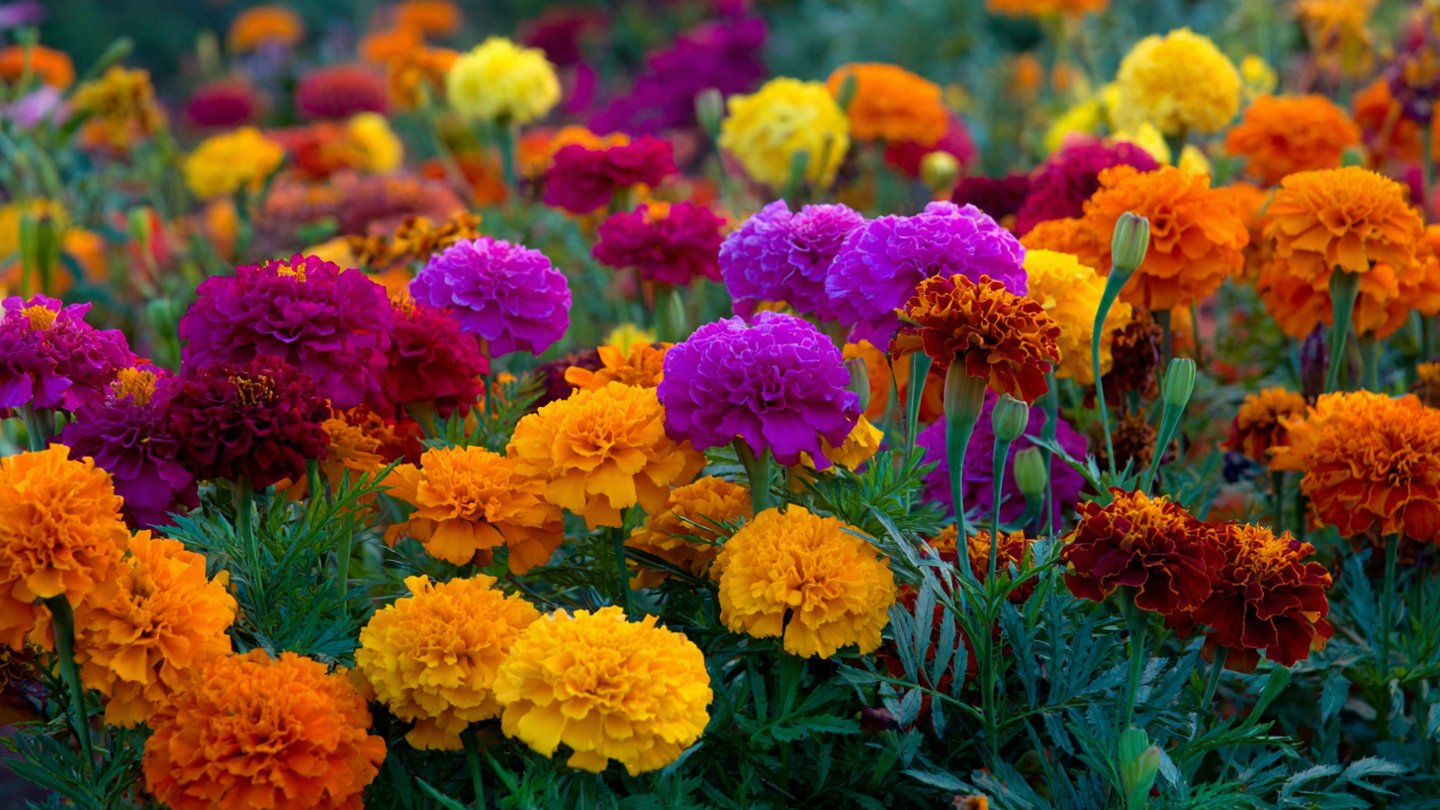 Why Marigolds Are a Must-Have in Every Flower Bed