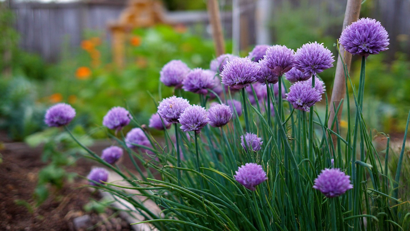 Why Should You Plant Chives Around the Base of Your Peach Trees?