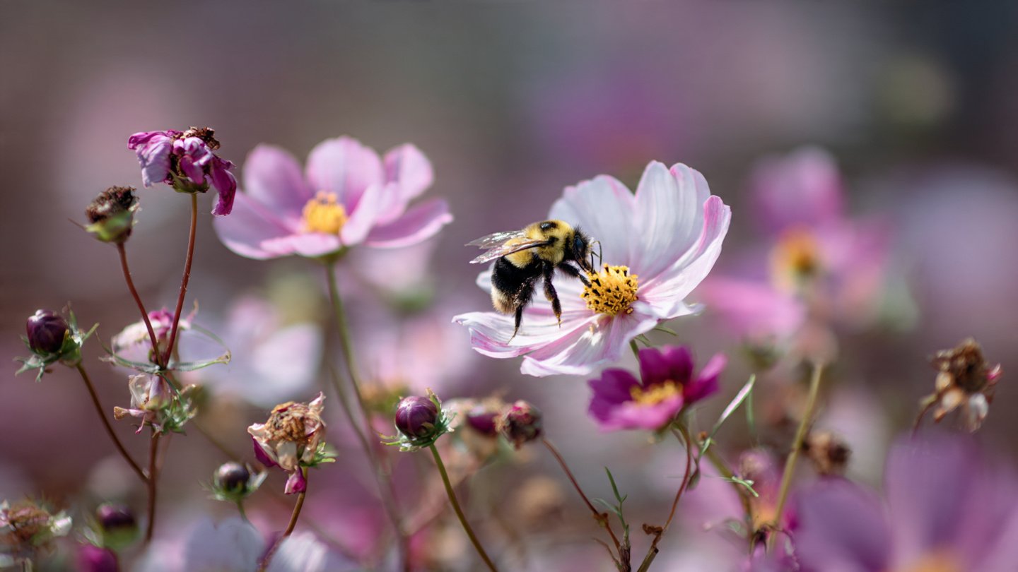 Why Should Your Garden Have a Dedicated Pollinator Highway?