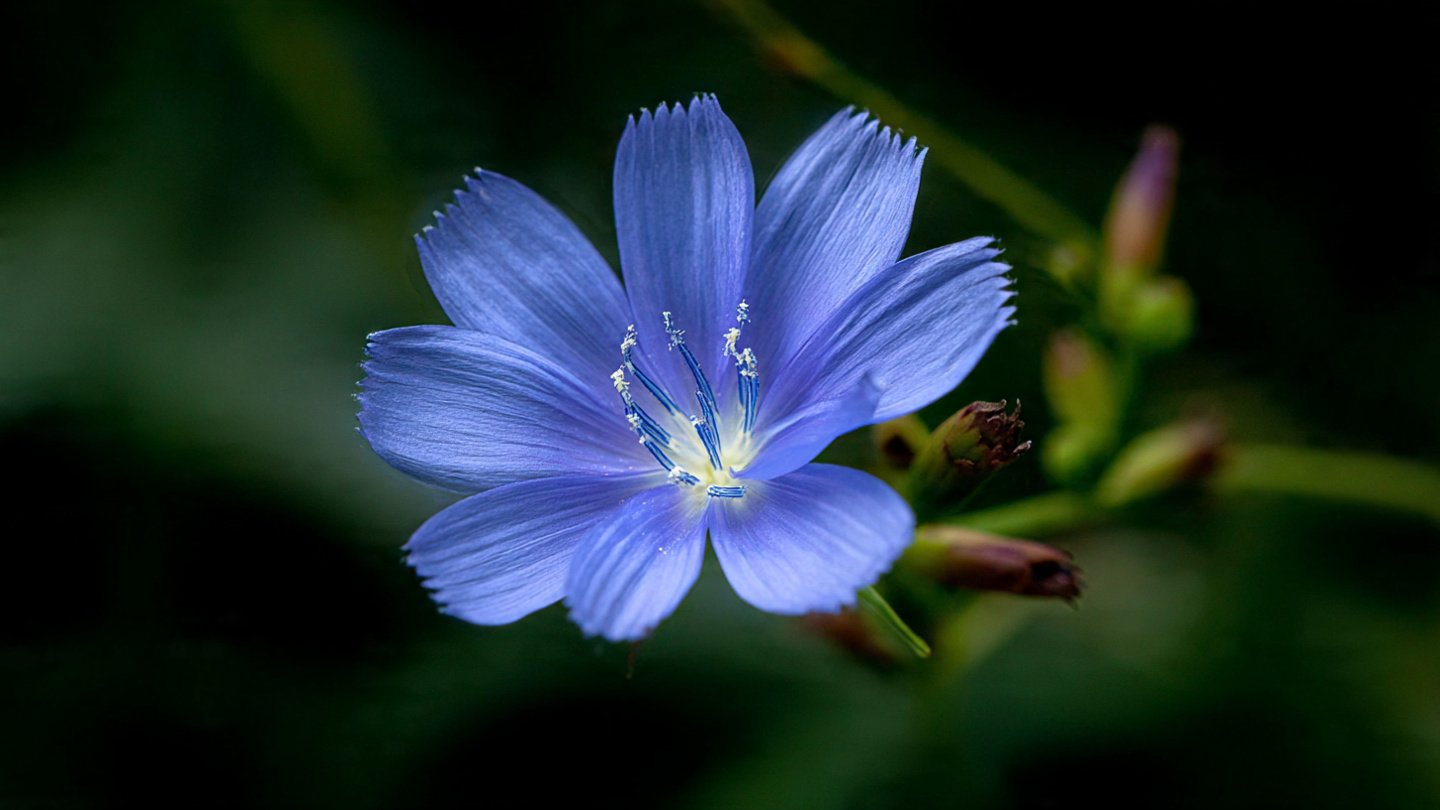 Why You Should Avoid Touching This Beautiful Common Wildflower