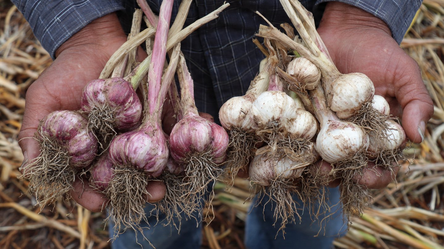 You Don’t Need a Whole Garlic to Grow Garlic! Advanced Tricks & Comparison for Maximum Harvest